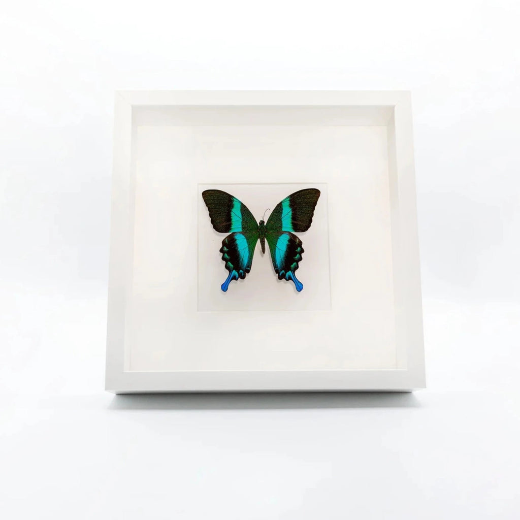 Peacock Swallowtail Butterfly Shadowbox-Artwork-Pinned Ptera-The Grove